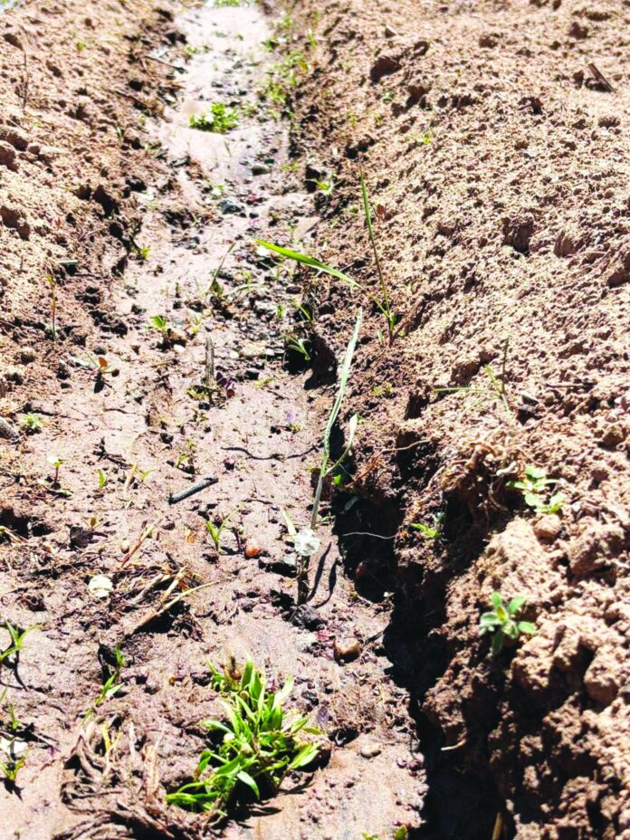 One of the first landrace chile pods is sprouting and a garlic scaping is cropping up nearly two weeks early on the Ojo Caliente plot.