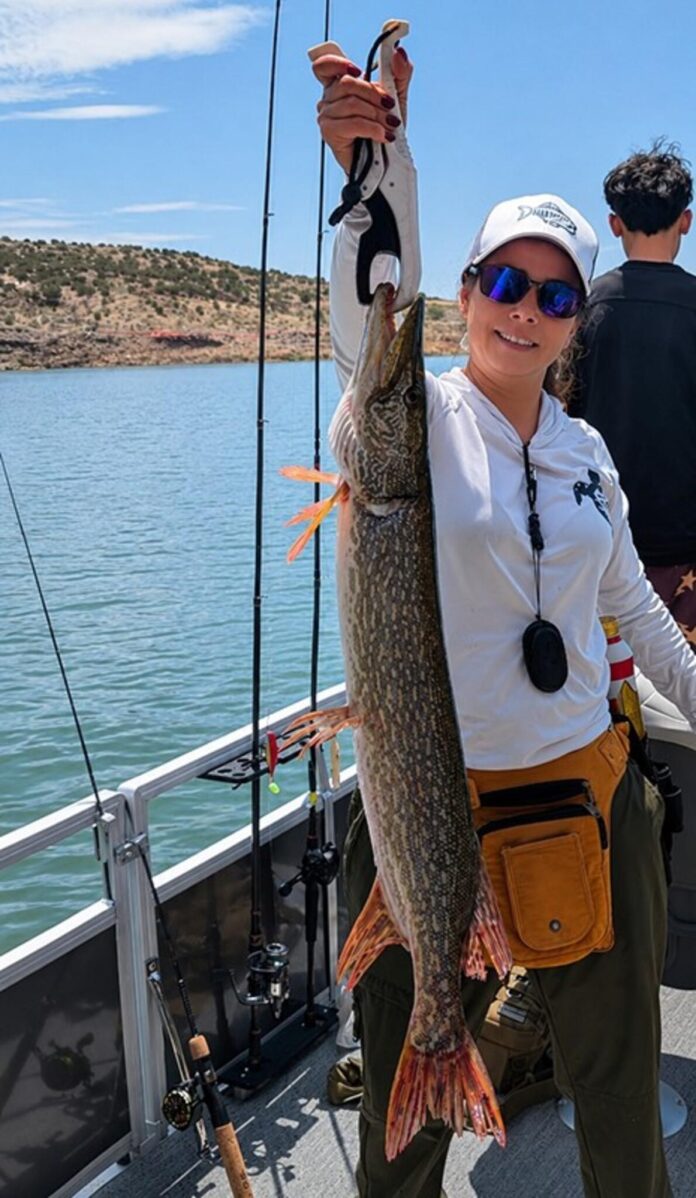Mindee Joseph caught crappie, white bass and this northern pike using a white slab spoon on June 13, 2026 at Cochiti Lake.
