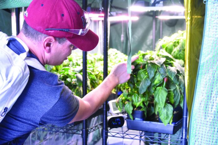 Española native Jacob Torres, known for his NASA experiments that helped determine the best chile variety to grow on the International Space Station, examines a nearly-ripe chile growth in a controlled environment chamber. Technology like this will be key as Torres seeks ways to mitigate heat stress in chile plants.