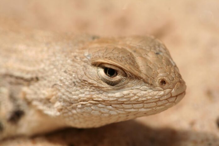 The dunes sagebrush lizard dwells throughout the Permian Basin.
