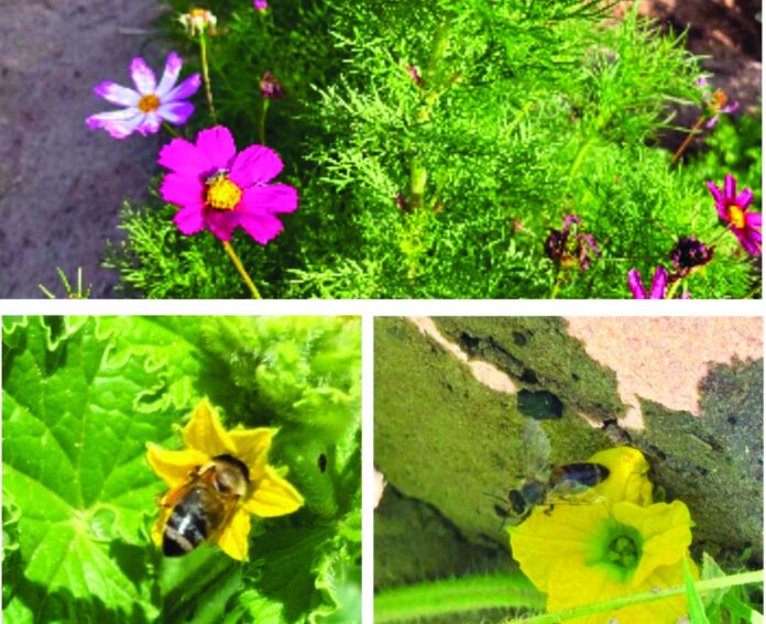 Cosmos flower pollinator attracting crop approaching full bloom (top), honeybee pollinating a Crenshaw melon blossom (left), and a groundbee pollinating a Crenshaw melon blossom in the Ojo Caliente plot.
