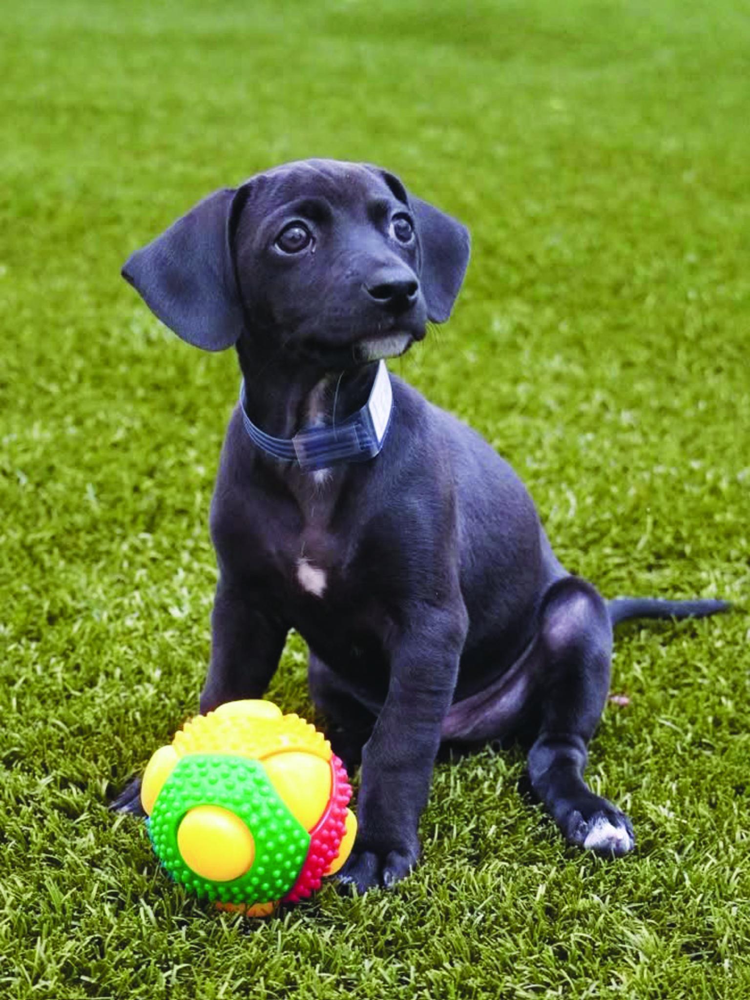 Pets of the Week