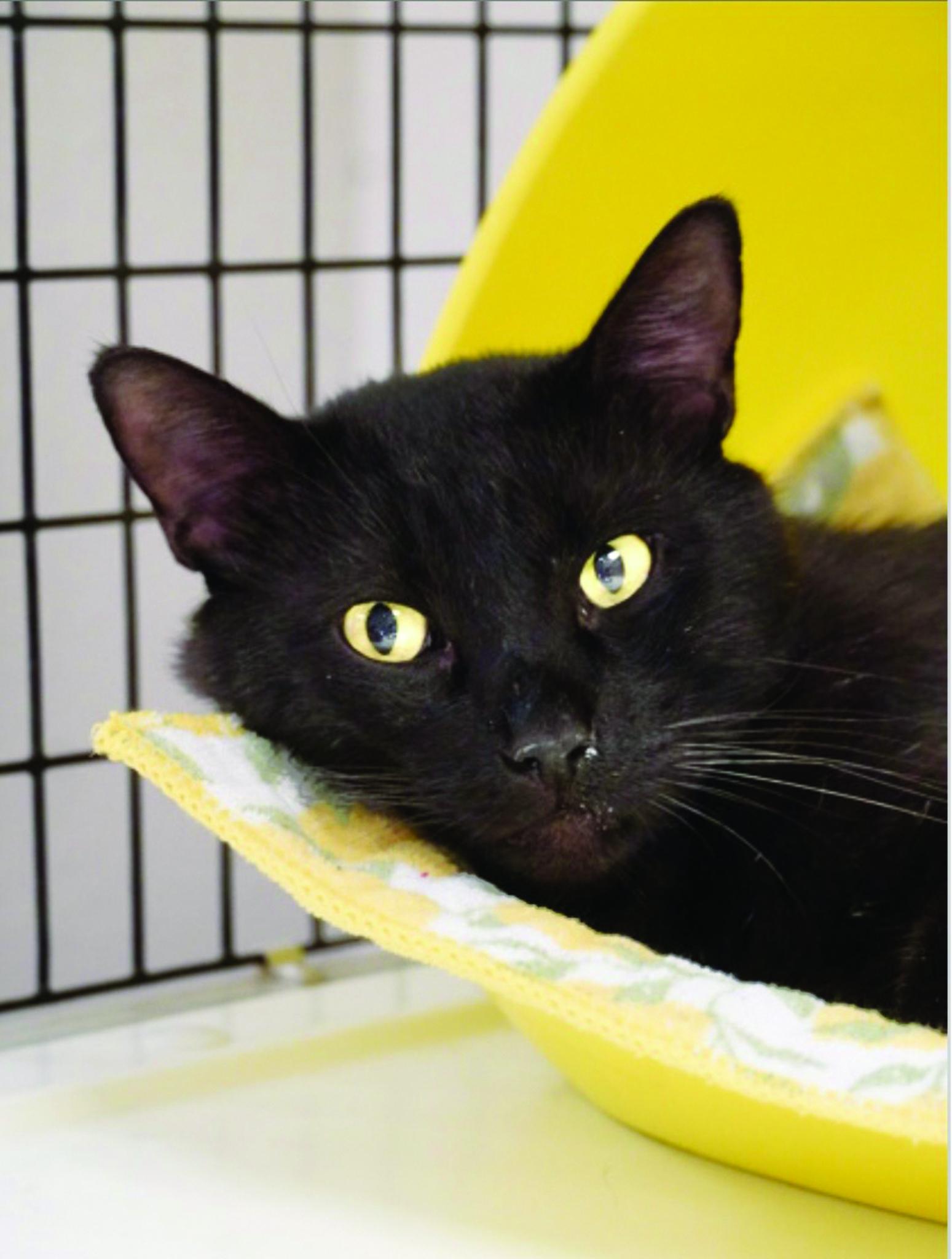 Pets of the Week