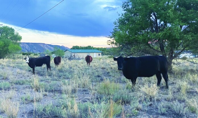 These cows, seen Aug. 24 in Ojo Caliente, continue to roam around, despite one woman being told the owner had been contacted.