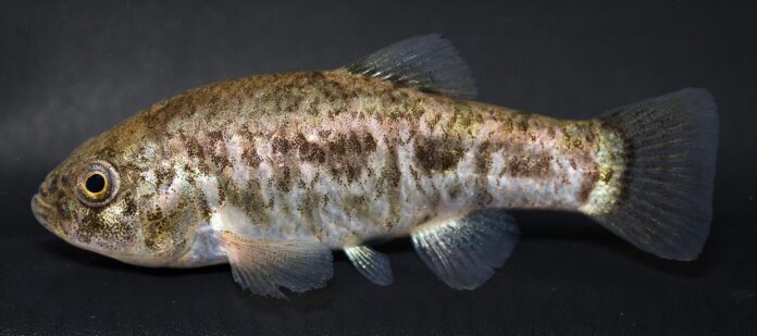 A female Pecos pupfish.