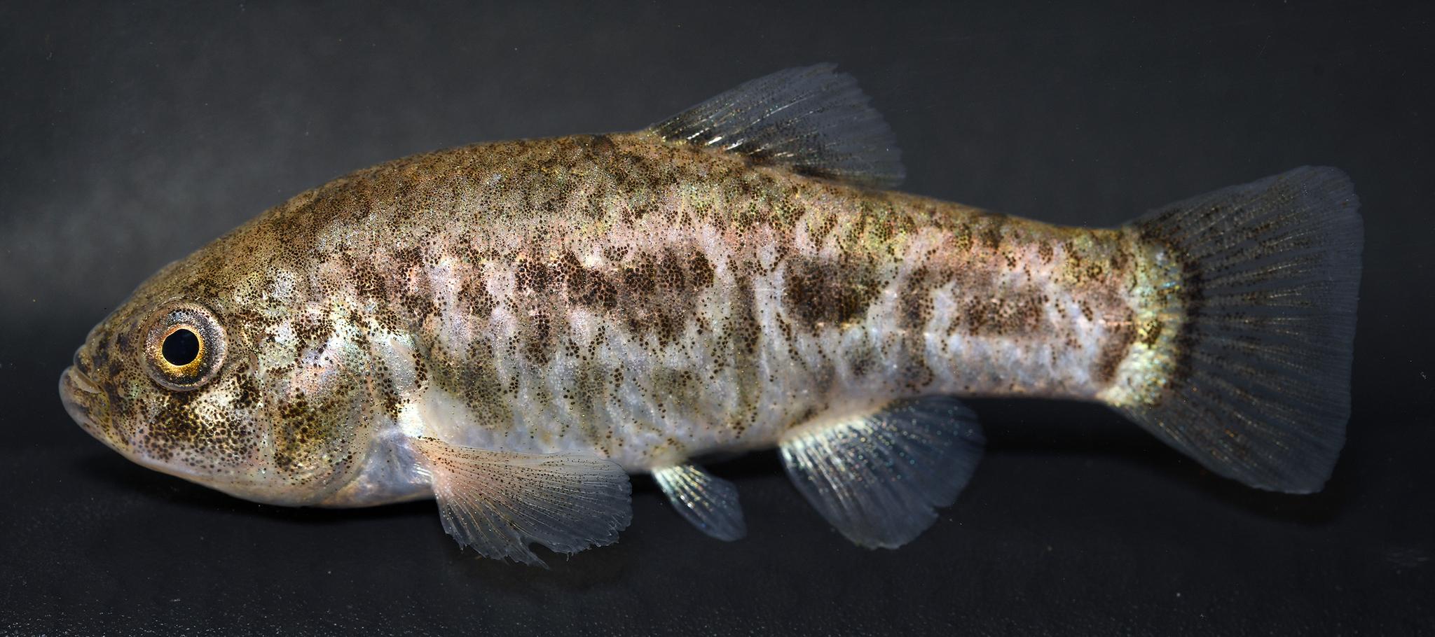 Lawsuit Demands Pecos Pupfish Protections