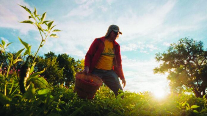 Eddie Campos picks red chile off his plot in late September.