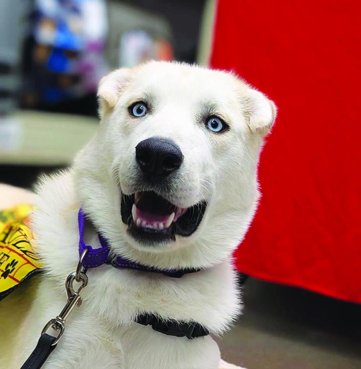 Pets of the Week