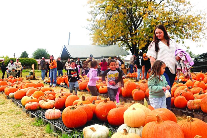 Parent Mariah Sandoval walks through the pumpkin patch with her daughter, Aspen Sandoval, as Ayden Ferran (behind the Sandovals), Elia Lopez, Alani Ferran and Elijah Snow follow. Students from the Family Learning Center visited the Valley View United Methodist Church’s pumpkin patch on Oct. 23. The church hosts the pumpkin patch annually, with proceeds going to the Snack Pack Ministry, which helps feed more than 90 Española Valley Children.